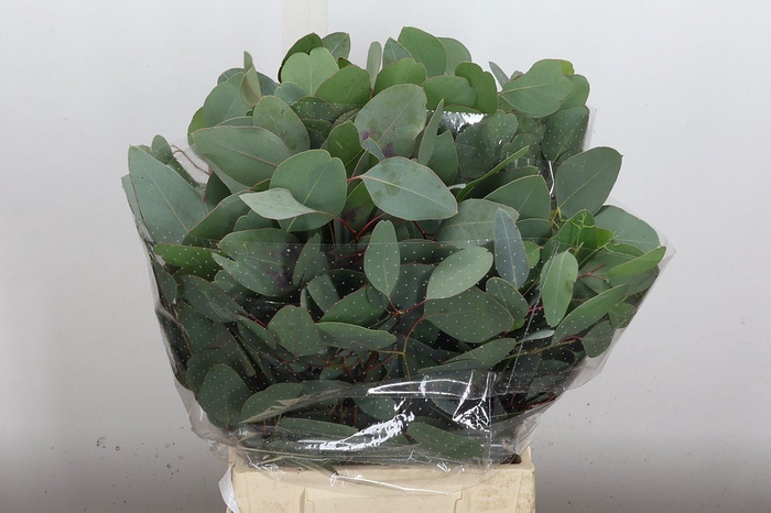 <h4>Euca Populus Blad Kort 150 Gr</h4>