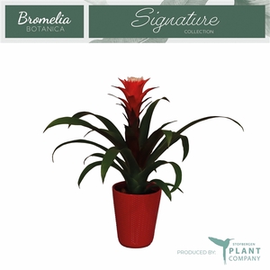 Guzmania Hope