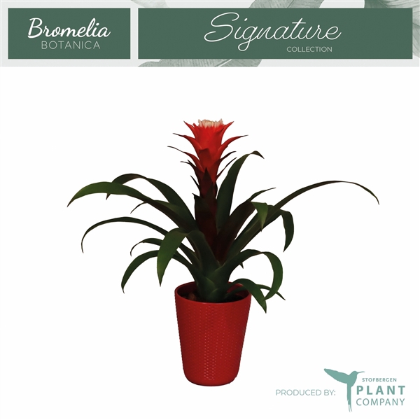 <h4>Guzmania Hope</h4>
