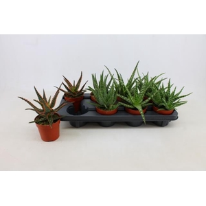 ALOE GEM