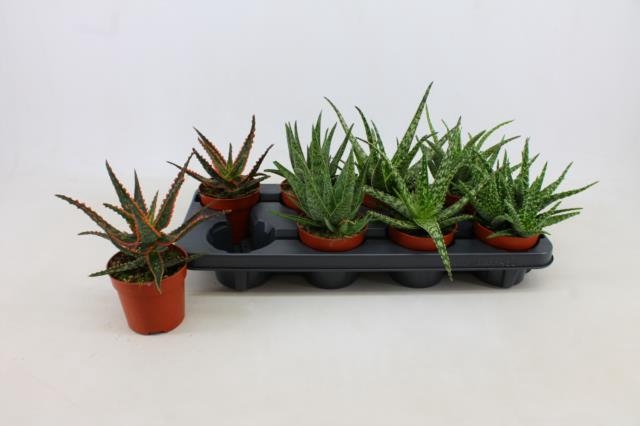 <h4>ALOE GEM</h4>