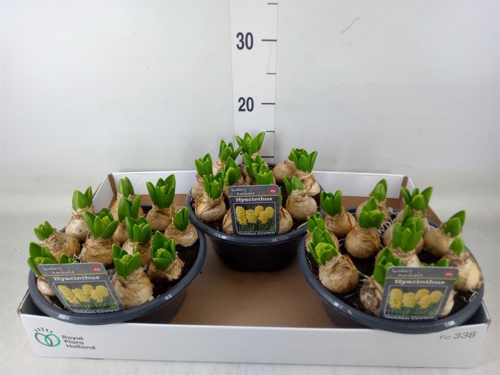 <h4>Hyacinthus orie.   ...</h4>