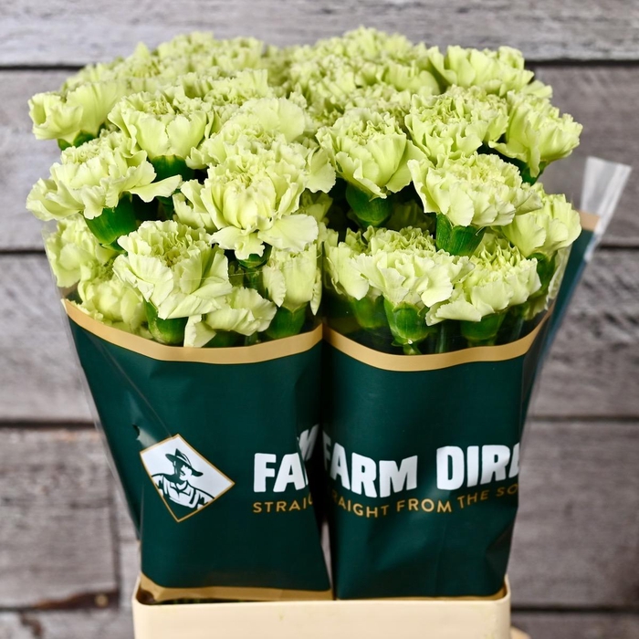 <h4>DI ST LADY MIDORI</h4>