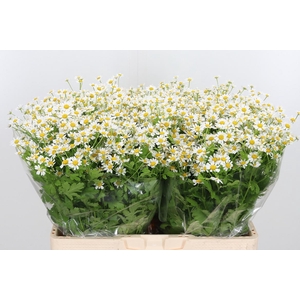 Tanacetum Pa Single Vegmo