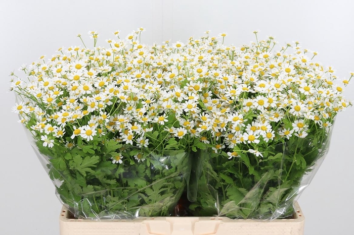 <h4>Tanacetum Pa Single Vegmo</h4>