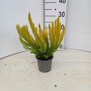 Erica arborea 'Alberts Gold'