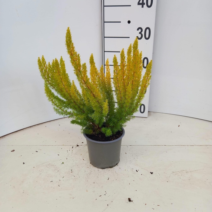 <h4>Erica arborea 'Alberts Gold'</h4>