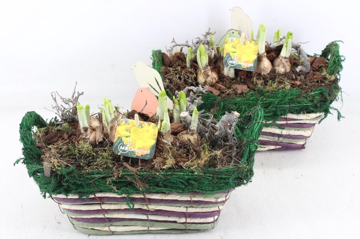 <h4>arr4 Narcis MB - Mand ovaal mix x4</h4>