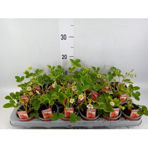 Fragaria ananassa 'Ostara'