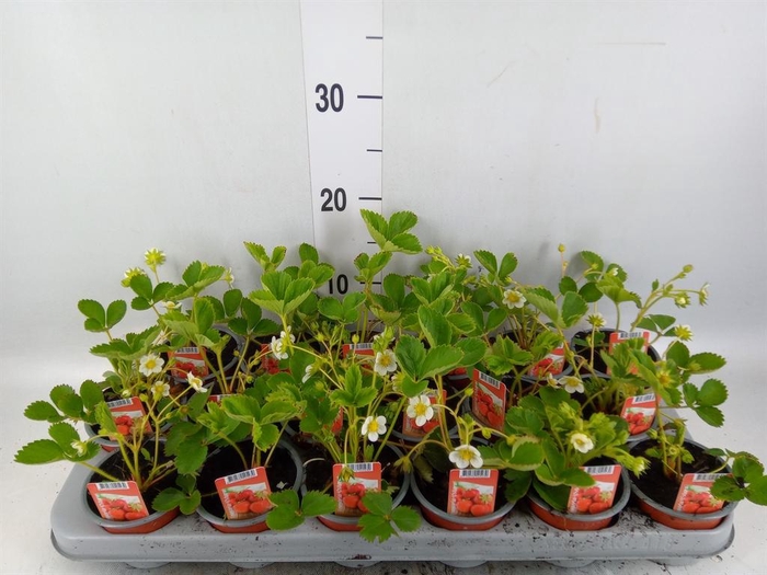 <h4>Fragaria ananassa 'Ostara'</h4>
