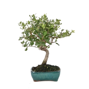 BONSAI GEM