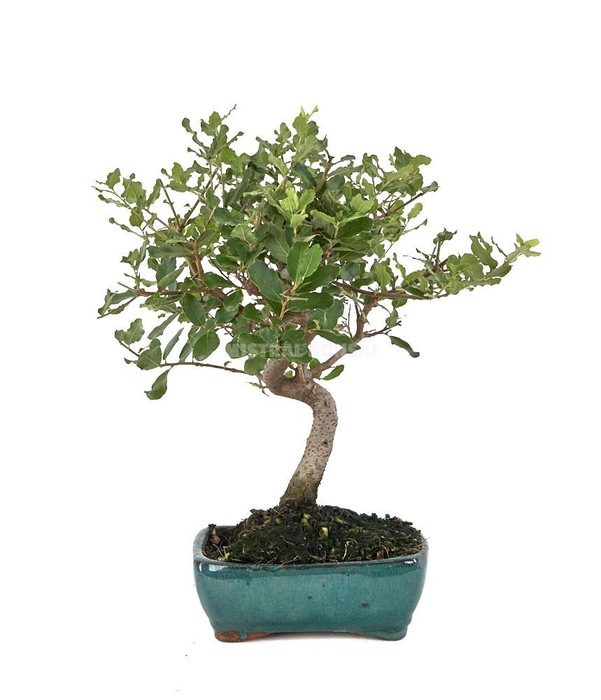 <h4>BONSAI GEM</h4>