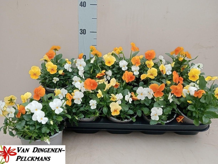 <h4>VIO CO TW GEM</h4>