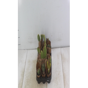 CACTUS MINI P06