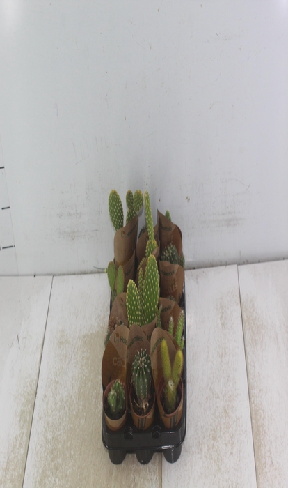 <h4>CACTUS MINI P06</h4>