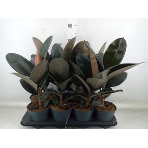 Ficus elastica 'Abidjan'