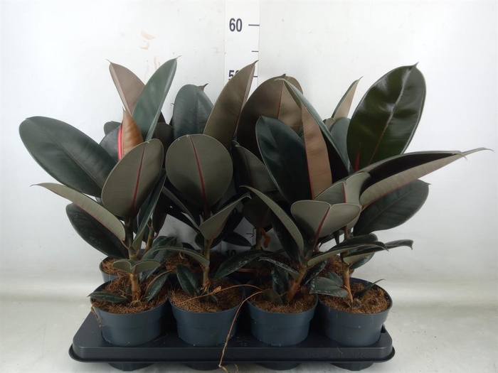 <h4>Ficus elastica 'Abidjan'</h4>