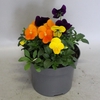 Viola cornuta 13 cm Mix 3 Yellow-Violet-Orange