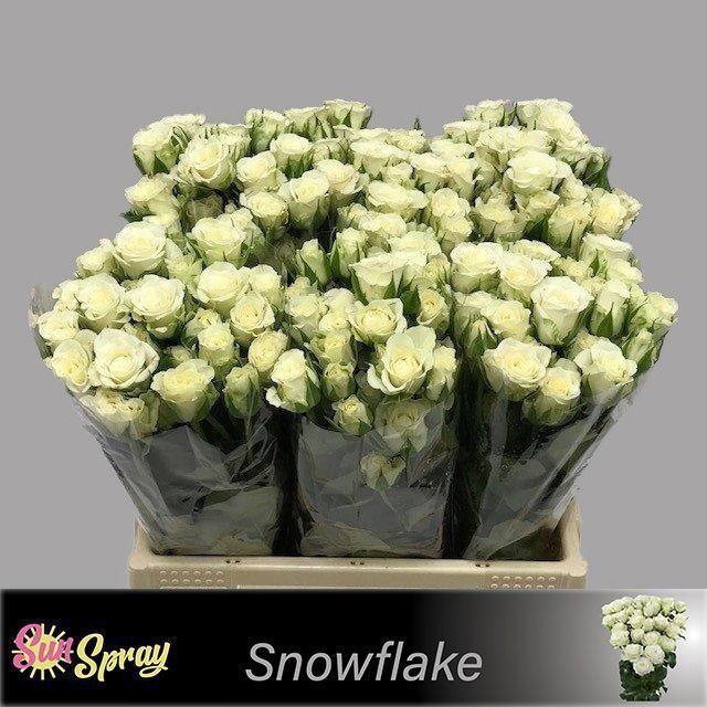 <h4>ROSA TR 'SNOWFLAKE'</h4>