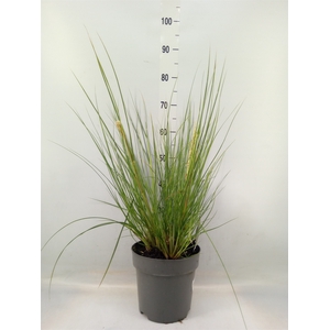 Cortaderia   ...