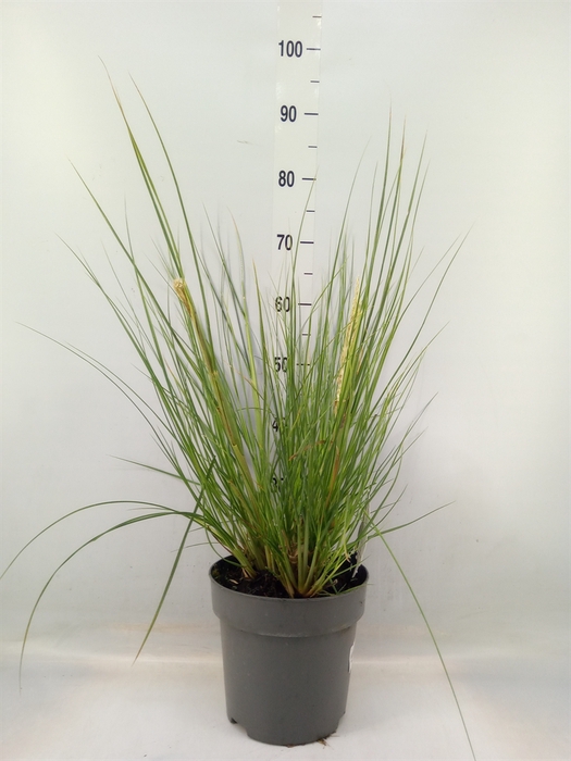 <h4>Cortaderia   ...</h4>