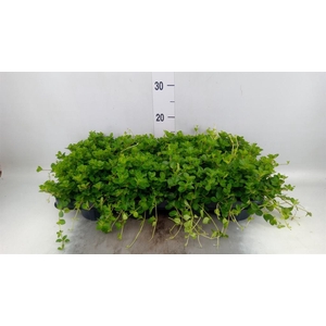 Peperomia rotundifolia