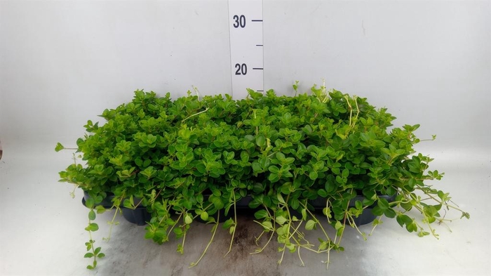 <h4>Peperomia rotundifolia</h4>