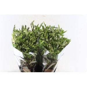 Fr Du Honeymoon Pink