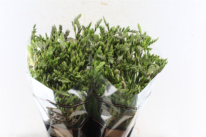 <h4>Fr Du Honeymoon Pink</h4>