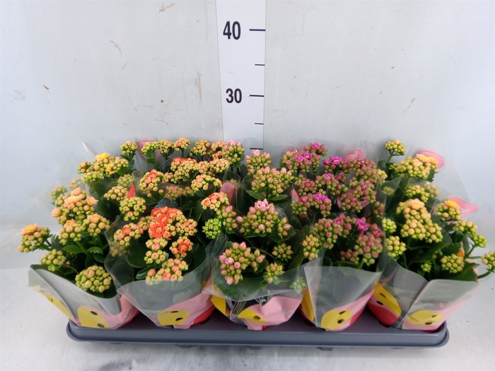 <h4>Kalanchoe blos.   ..rosebud rs fl x</h4>