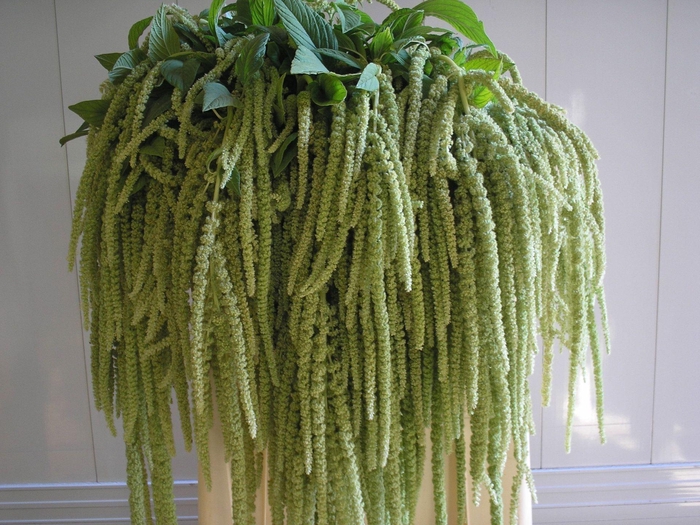 <h4>AMARANTHUS CAUD. 'VIRIDIS'</h4>