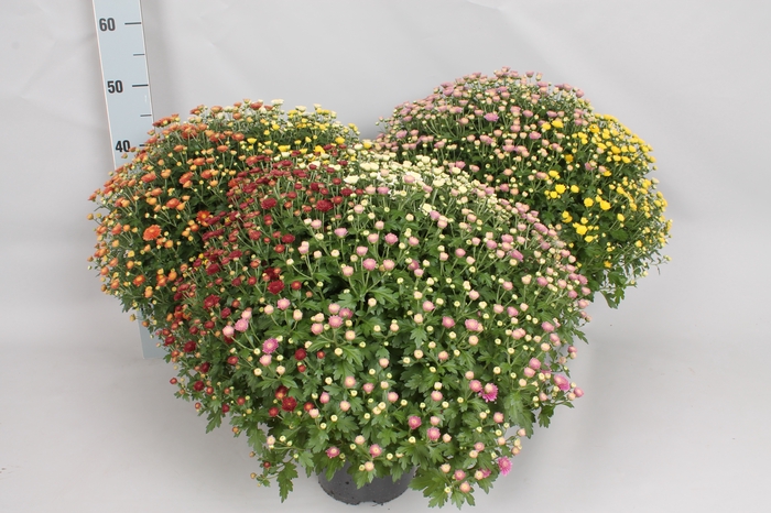 Bolchrysant jasoda  Trio 3 kleuren per pot