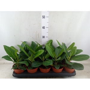 Ficus benghalensis 'Audrey'