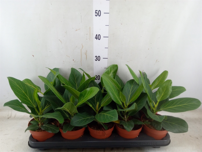 <h4>Ficus benghalensis 'Audrey'</h4>