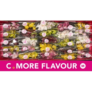 Mini cymbidium 'Mix 30' cm