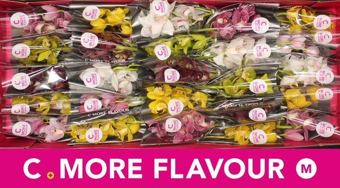 <h4>Mini cymbidium 'Mix 30' cm</h4>