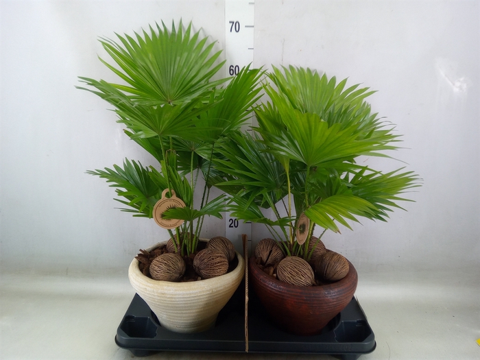 <h4>Livistona rotundifolia</h4>