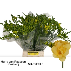 Fr Du Marseille
