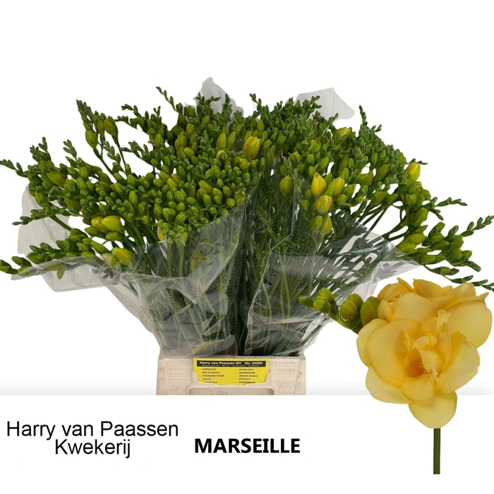 <h4>Fr Du Marseille</h4>