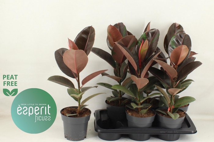 <h4>FIC EL PINK CAMOUFL</h4>