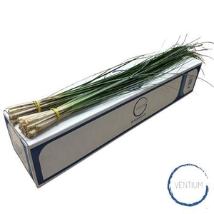 BEARGRAS VENTIUM X20