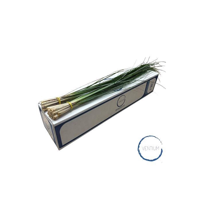 <h4>BEARGRASS X20 AIR</h4>