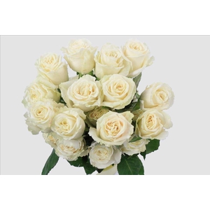 Rosa ec playa blanca