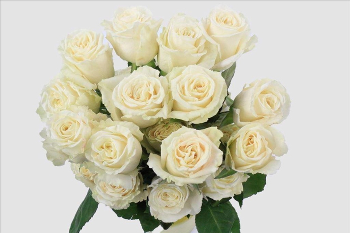 <h4>Rosa ec playa blanca</h4>