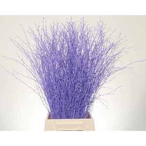 Betula L70 Light Milka