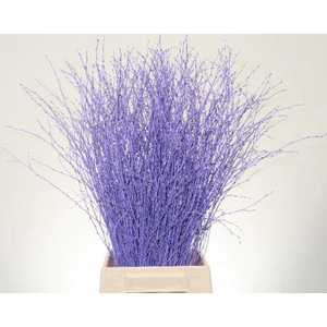 Betula L70 Light Milka