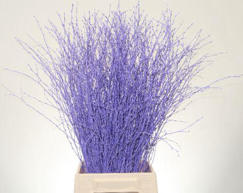<h4>Betula L70 Light Milka</h4>