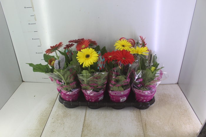<h4>GERBERA P14 MIN 2 FLS</h4>