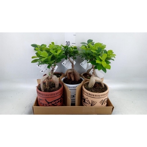 Ficus microcarpa 'Ginseng'