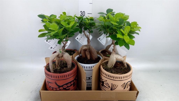 <h4>Ficus microcarpa 'Ginseng'</h4>